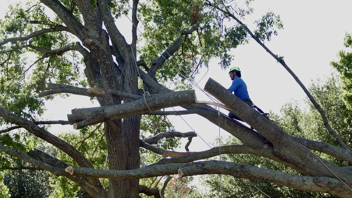Professional Crown Thinning performed by certified arborists in Bleiblerville