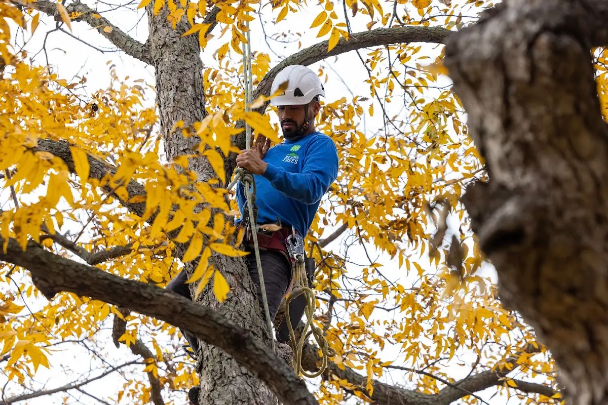 Skilled Dead Tree Removal crew working in Bleiblerville